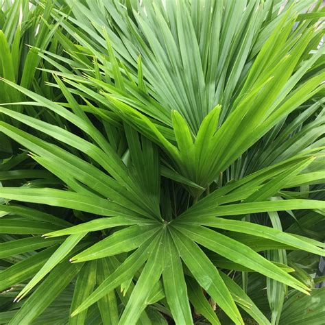 Types Of Fan Plants at Melissa Lindstrom blog