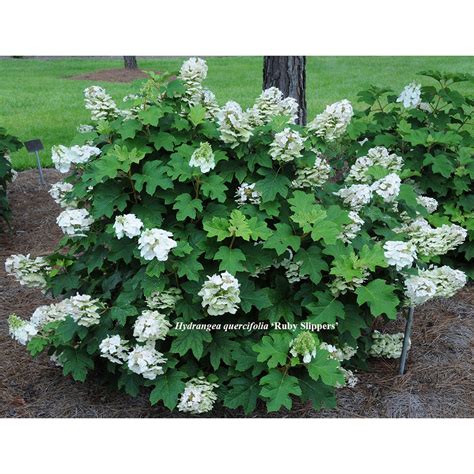 Landscaping With Dwarf Hydrangeas