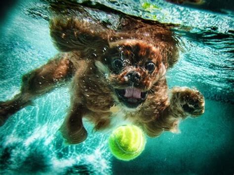 Image result for Dogs Swim Compilation