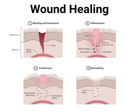 Skin Cells: Structure, Types, Functions, Diseases
