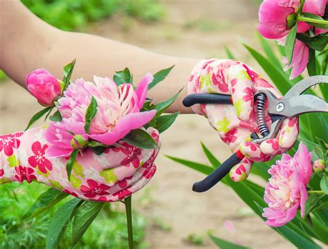 How To Cut Peonies For Cut Flowers at Rickey Turman blog