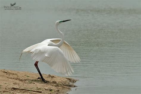 Gallery | WildArt | Birds of Indian SubContinent