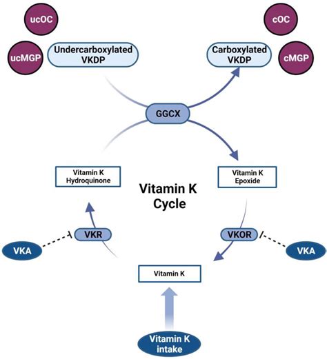 The Pleiotropic Role of Vitamin K in Multimorbidity of Chronic Obstructive Pulmonary Disease