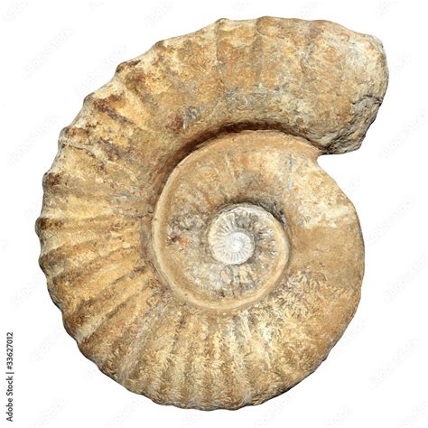 Image result for Snail Shell Fossil