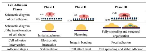 Image result for Adhesion Cell Sorting