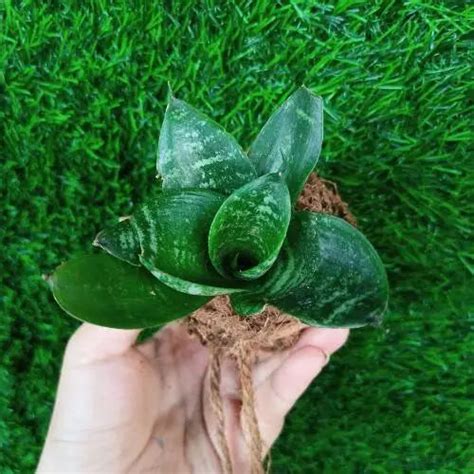 Kokedama Plants for just Rs. 199 | The Affordable Organic Store – The ...