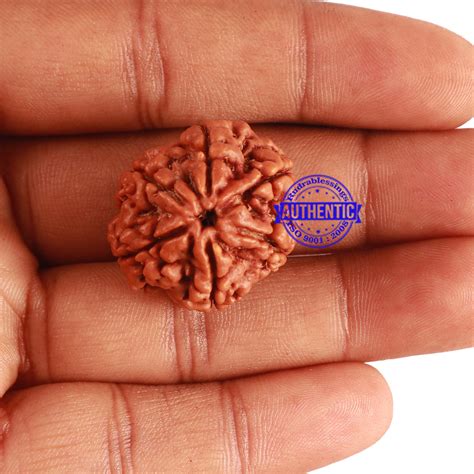 6 Mukhi Rudraksha from Nepal - Bead No 296 – Rudra and Sons