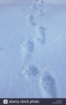 marderspuren im schnee waschb 228 r spuren im schnee in westlichen maine stockfoto marderspuren im schnee waschb 228 r spuren im schnee in westlichen maine stockfoto