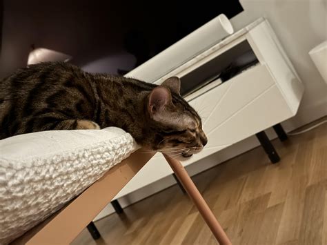 Weird sleeping positions : r/bengalcats