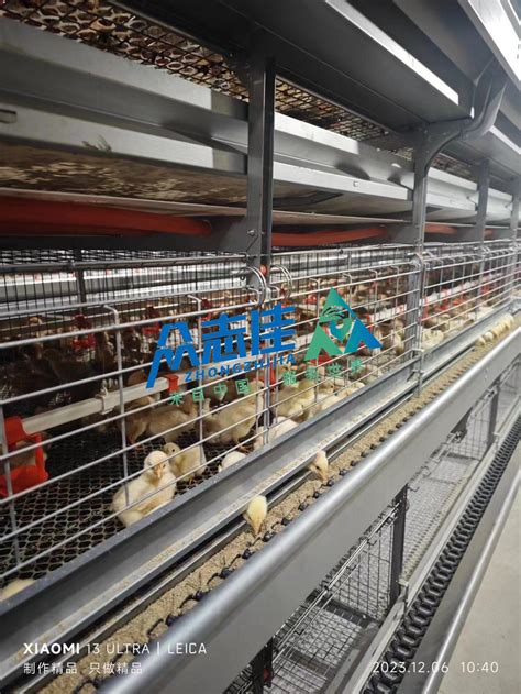 Automatic Layer Poultry Equipment Farm Chicken Layer Iron Cages ...