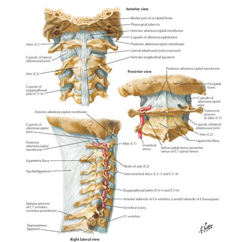 The Importance of the Atlanto-occipital Joint — Casey Easton