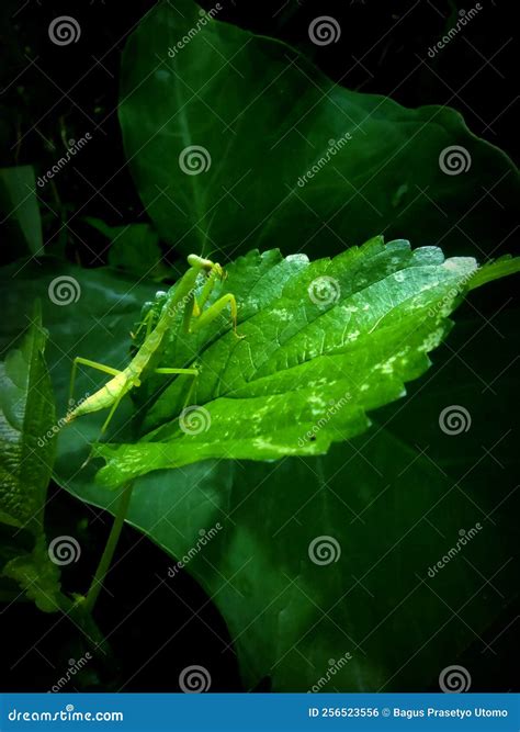 The Praying Mantis is Looking for Food on the Green Leaves Stock Photo ...