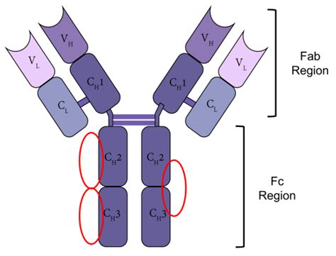 Antibody Structure Fab Fc
