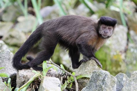 Capuchin Animal Facts - A-Z Animals