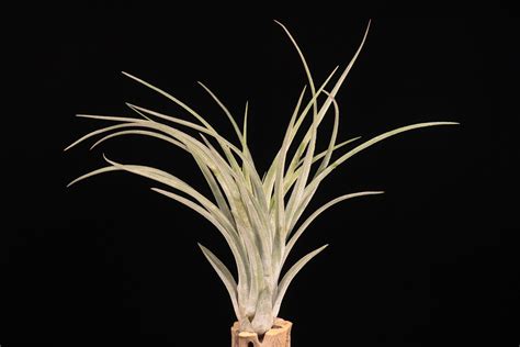【送料無料】chiapensis × velutina〔エアプランツ〕現品発送T5391 | plane plants