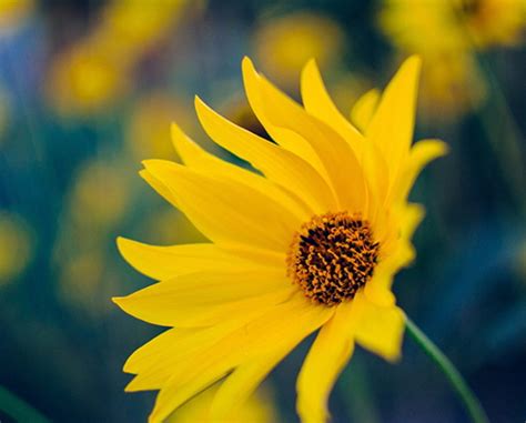 Sandifer Funeral Home | Westminster, SC