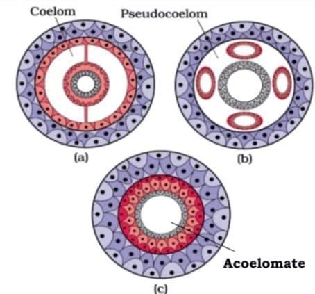 Important Diagrams: Animal Kingdom - Biology Class 11 - NEET PDF Download