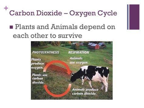 with the help of diagram show how plants & animals are dependent on ...