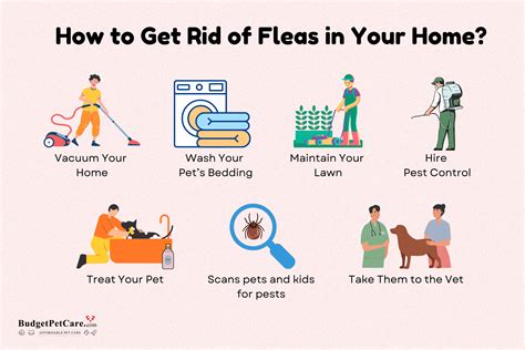 How to Get Rid of Fleas in Your Home? Guide to Eliminate Them!