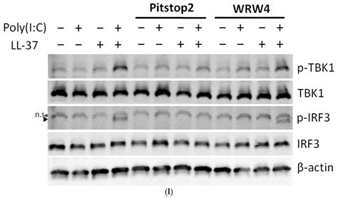 The Antimicrobial Peptide Cathelicidin Exerts Immunomodulatory Effects ...