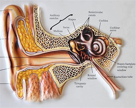 ભારતમાં 6.3 કરોડ લોકોમાં બહેરાશ : સમયસર નિદાનથી બચી શકાય છે – Gujarat ...