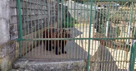 Help for Bears in Slovenia - #SaddestBears - a FOUR PAWS campaign