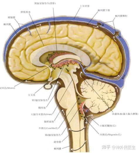 脑脊液及脑脊液循环 - 知乎
