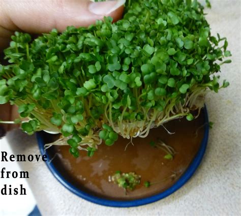 How To Grow Chia Seeds - Indoor Plants