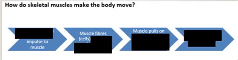 Steps of Muscle Contraction 的图像结果