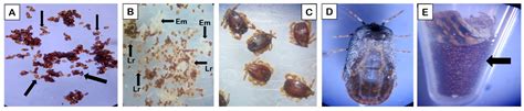 Acaricidal Potential and Ecotoxicity of Metallic Nano-Pesticides Used ...
