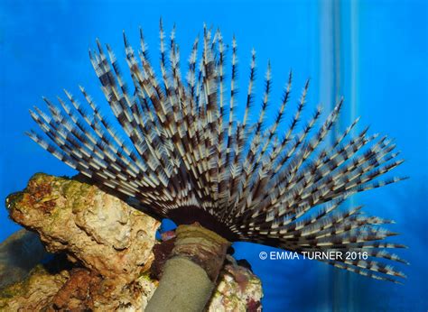 Feather Duster Worm Anatomy Giant Feather Duster Fan Worm