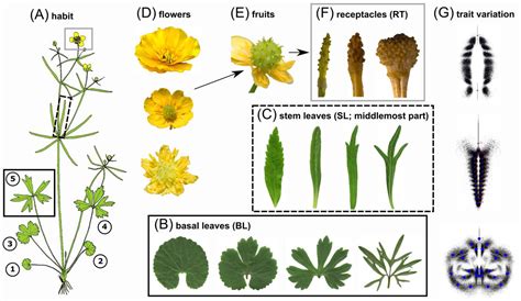 Geometric Morphometric Versus Genomic Patterns in a Large Polyploid ...