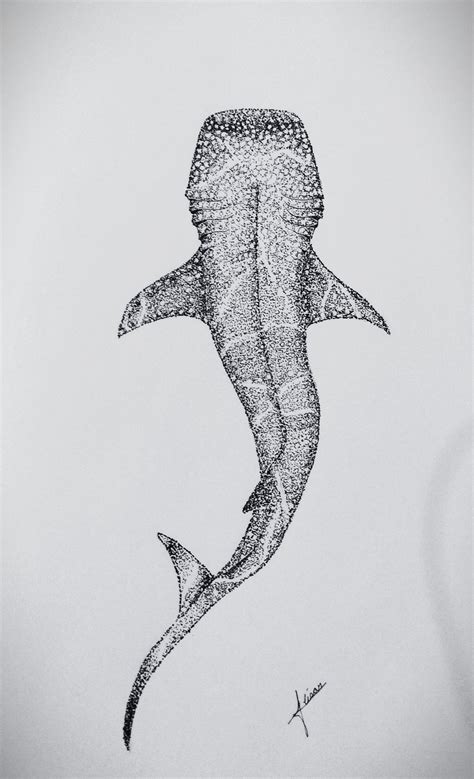 Whale Shark Sketch 3+ Thousand Whale Shark Sketch Royalty Free Images,