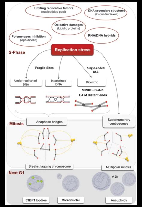 Image result for DNA Replication Explained