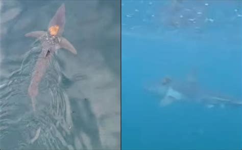 Rare ‘Sharktopus’ Sighting: Scientists Stunned As Octopus Rides A Fast ...
