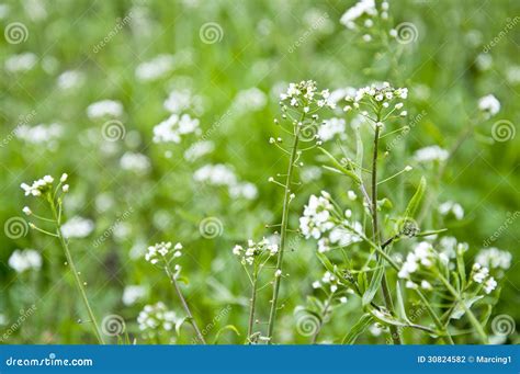 Small white flowers stock photo. Image of white, spring - 30824582