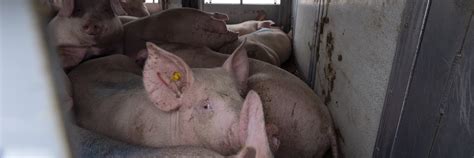Information about pigs - FOUR PAWS International - Animal Welfare ...