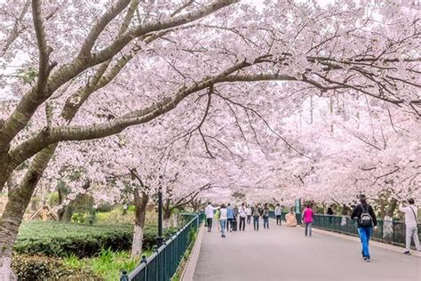 青岛的樱花已经盛开，免费开放的中山公园游人如织_郁金香