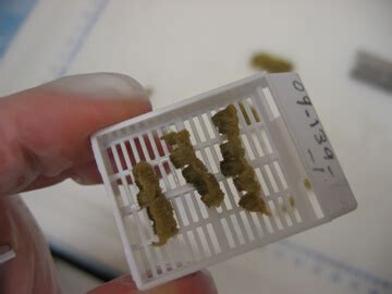 Image result for Video Microscope Play