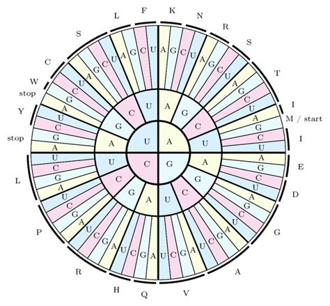 Image result for How to Use Genetic Code Table