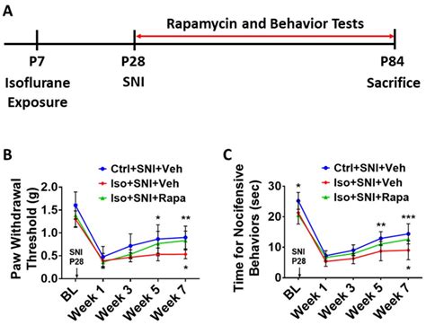 Effects of Early Exposure to Isoflurane on Susceptibility to Chronic ...