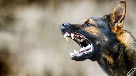 UP News A dog attacked an elderly person who went on a morning walk in ...
