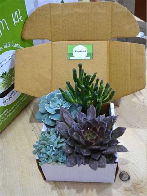 Do-it-Yourself - DIY- Terrarium Kit (8 Inches) — Mudfingers