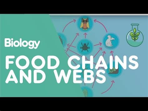 Food Chains and Food Webs Video Lecture - Crash Course for EmSAT Achieve