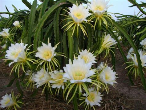Image result for Fibonacci Sequence Recursive Python