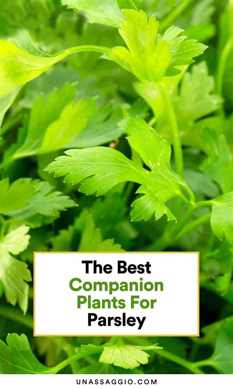 Parsley Companion Plants: 10 Best Plants to Grow With Parsley | UnAssaggio