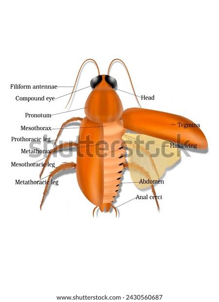 Cockroach Leg Anatomy