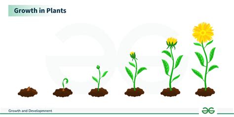 Development Science Example 的图像结果