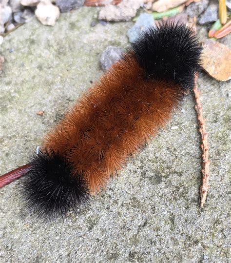 Woolly bear caterpillars' ability to tell the weather is less ...