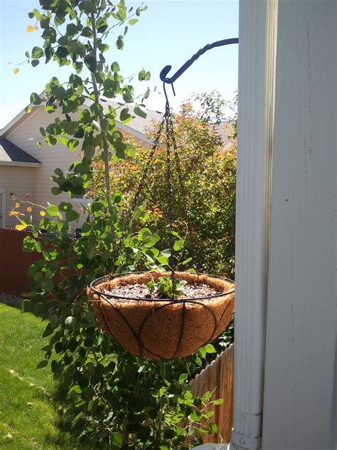The Gnome Knows Best: Planting Strawberries in a Hanging Planter